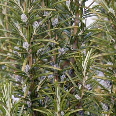 Rosemary Miss Jessopp's Upright: Salvia rosmarinus 'Miss Jessopp's Upright'