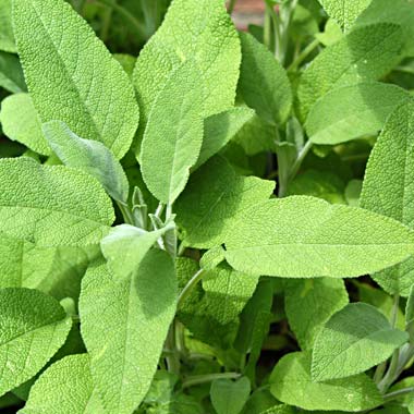 Sage: Salvia officinalis