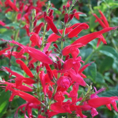 Pineapple Sage: Salvia elegans