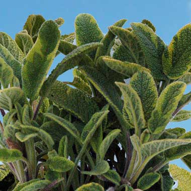 Golden Variegated Sage: Salvia officinalis 'Icterina'