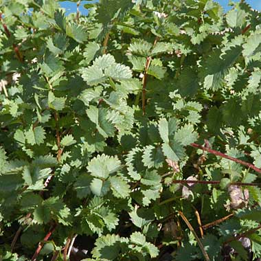 Salad Burnet: Sanguisorba minor