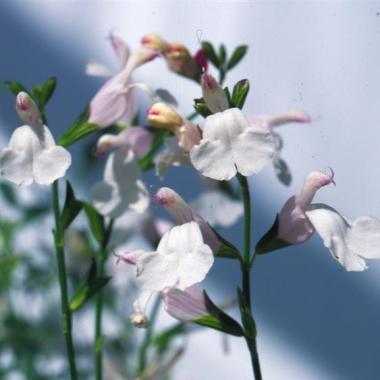 Sage - Salvia microphylla 'Trebah Lilac-white': Salvia microphylla 'Trebah Lilac-white'