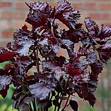 Purple Shiso - Perilla: Perilla frutescens 'Crispa rubra'