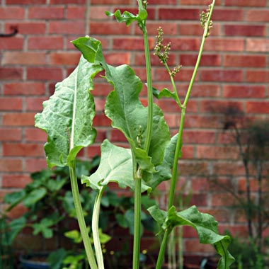 Broad leaved Sorrel: Rumex acetosa