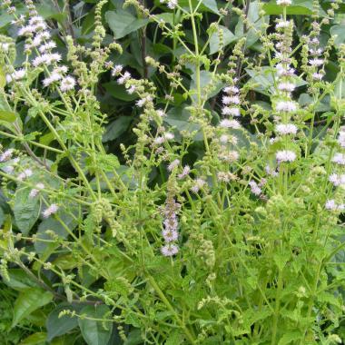 Strawberry Mint: Mentha piperata 'Strawberry'