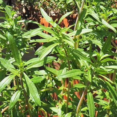 Summer Savory: Satureja hortensis