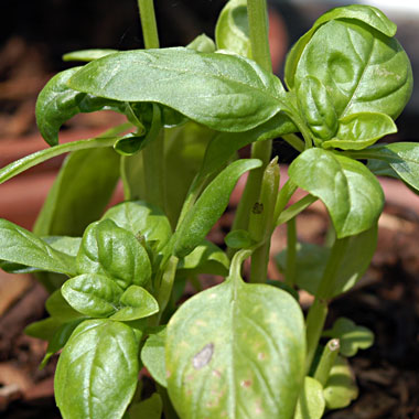 Sweet Basil: Ocimum basilicum