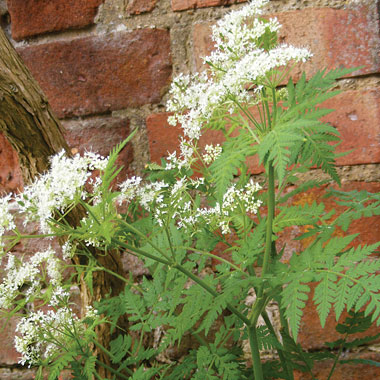 Sweet Cecily (Garden Myrrh): Myrrhis odorata