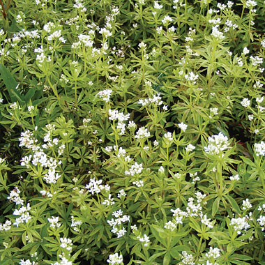 Sweet Woodruff: Galium odoratum