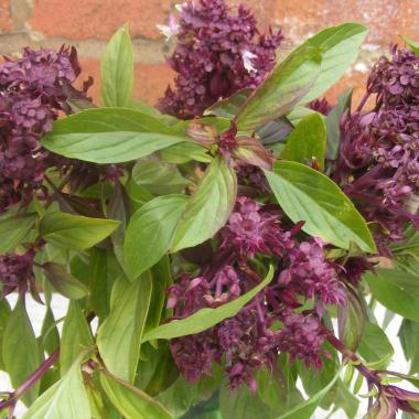 Thai Basil: Ocimum basilicum 'Siam Queen'