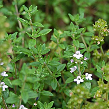 Common Thyme: Thymus vulgaris