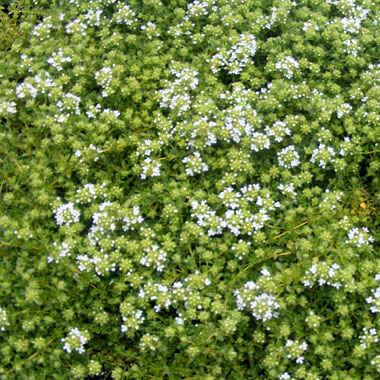 Creeping white thyme: Thymus serpyllum 'Albus'