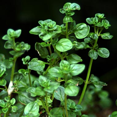 Broad Leaf Thyme: Thymus pulegioides