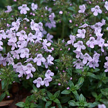 Caraway Thyme: Thymus herba barona