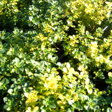 Thyme 'Doone Valley': Thymus 'Doone Valley'