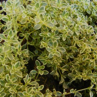 Thyme Hartington Silver (Highland Cream): Thymus 'Hartington Silver'