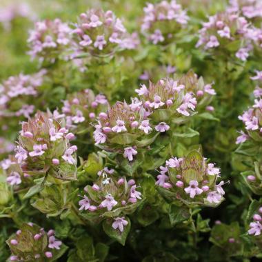 Rose scented thyme: Thymus spp. 'Rose scented'