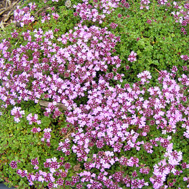 Thyme Russetings: Thymus serpyllum 'Russetings'