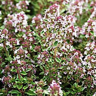 Thyme 'Silver Posie': Thymus vulgaris 'Silver Posie'