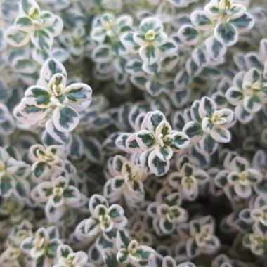 Thyme Sparkling Bright: Thymus spp.