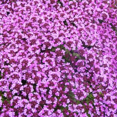 Thyme Caborn Wine and Roses: Thymus 'Caborn Wine and Roses'