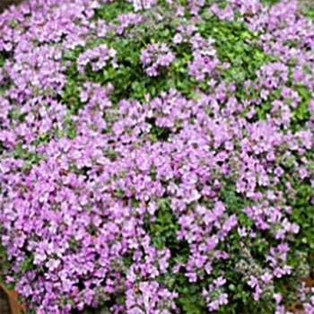 Thyme Minimus: Thymus serpyllum 'Minimus'<br />(Thymus serpyllum 'Minor'<br />Thymus serpyllum 'Minimalist')