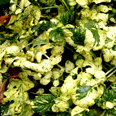 Variegated Landcress: Barbarea vulgaris 'Variegata'