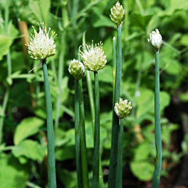 Welsh Onion: Allium fistulosum