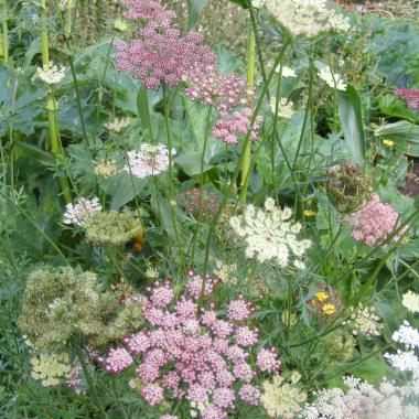 Wild Flowering Carrot<br /> (Chocolate Lace Flower, False Queen Anne’s Lace): Daucus carota 'Dara'