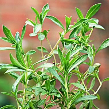 Winter Savory: Satureia montana