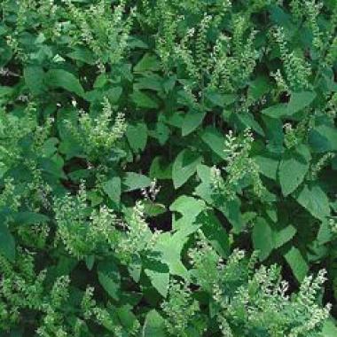 Wood Sage (Woodland Germander): Teucrium scorodonia