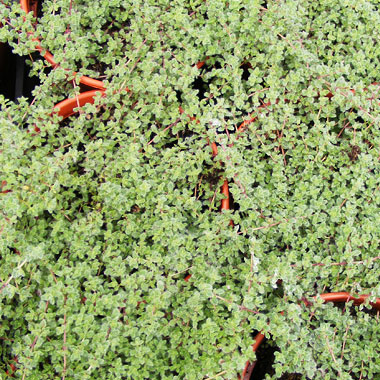 Woolly thyme: Thymus pseudolanuginosus