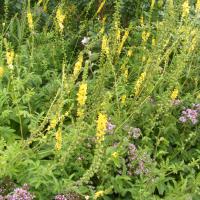 Agrimony: Agrimonia eupatoria