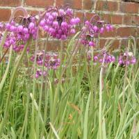 Nodding Onion (Lady’s leek): Allium cernuum