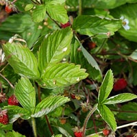 Alpine Strawberry: Fragaria vesca 'Alexandria'
