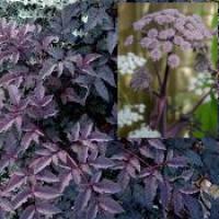 Angelica sylvestris 'Ebony' (Vicar's mead): Angelica sylvestris 'Purpurea'