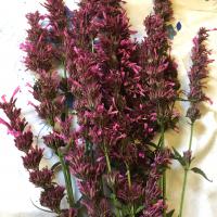 Anise hyssop - Mexican<br /> (Bee balm, Mexican giant hyssop): Agastache mexicana 'Lime'