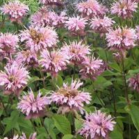 Bergamot 'Apple Blossom' (Oswego tea or Bee balm): Monarda didyma