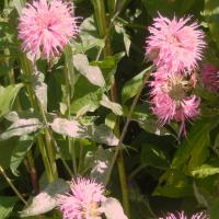 Bergamot Pink (Oswego Tea or Bee Balm): Monarda didyma
