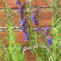 Hyssop: Hyssopus officinalis