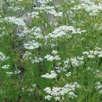 Caraway (Meridian fennel, Persian cumin): Carum carvi