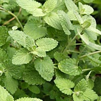 Catmint: Nepeta racemosa (syn mussinii)