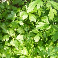 Leaf Celery seeds (Soup celery): Apium graveolens