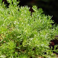 Lawn Chamomile: Chamaemelum nobile ‘Treneague’