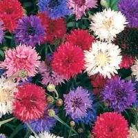 Cornflower Polka Dot Mix (Bachelor's Button): Centaurea cyanus