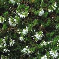 Creeping Savory: Satureja spicigera (Satureja repanda)