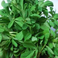 Fenugreek (Methi): Trigonella foenum-graecum