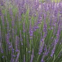 Lavender 'Grosso' (Dutch lavender, Lavandin): Lavender x intermedia 'Grosso'