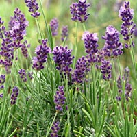 Lavender Hidcote flowers