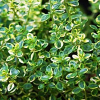 Lemon Variegated Thyme: Thymus x citriodorus 'Golden Queen'